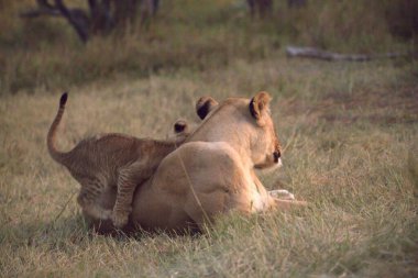 Kenya bozkırında dişi aslan.
