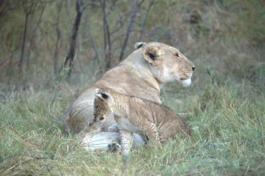 Çim döşeme aslan yavrusu