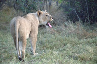 Aslan ın kruger national park, Güney Afrika