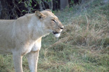 Savannah dişi aslan