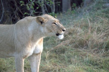 Kenya savanındaki aslan