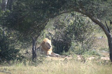 Afrika 'da vahşi bir bozkırda aslan