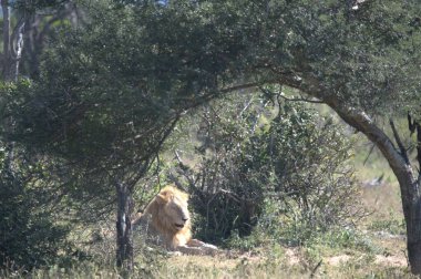 Kenya savanındaki aslan