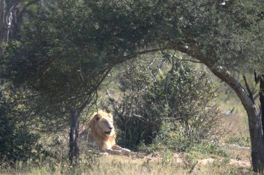 Afrika 'nın bozkırındaki aslan