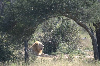 Hayvanat bahçesindeki aslan
