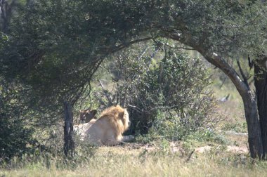 Kenya savanındaki aslan