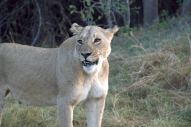 Çimenlerde yatan bir aslanın yakın plan fotoğrafı.