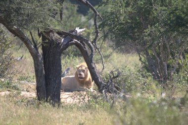 Afrika 'nın bozkırındaki aslan