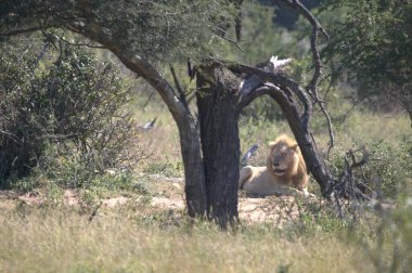 Kenya savanındaki aslan