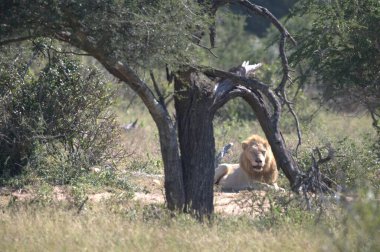 Kenya savanındaki aslan