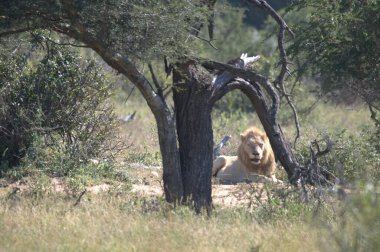 Kenya savanındaki aslan
