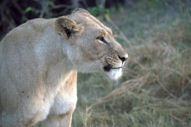 Hayvanat bahçesinde dişi aslan.