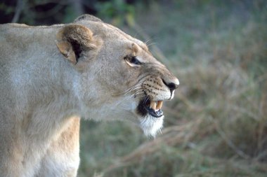Hayvanat bahçesinde dişi aslan.