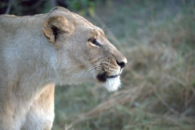 Hayvanat bahçesindeki aslan