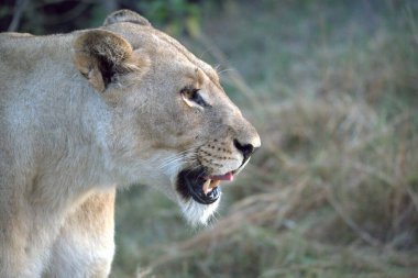 Hayvanat bahçesindeki aslan