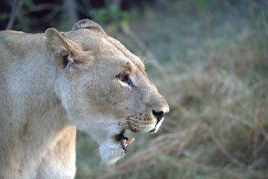 Hayvanat bahçesindeki aslan