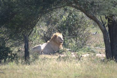Kenya 'daki Güney Afrika savanındaki aslan.