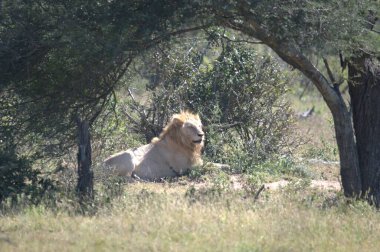 Kenya savanındaki aslan