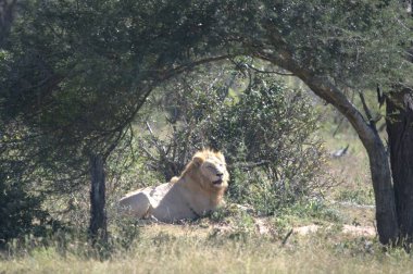 Kenya 'daki Afrika savanasında bir aslan.