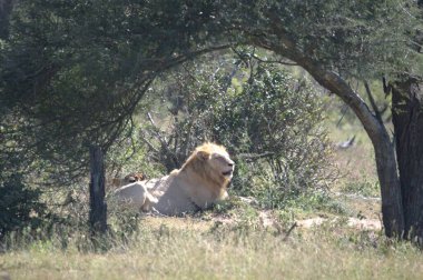 Kenya savanındaki aslan