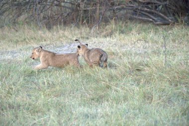 Vahşi doğada dişi aslan.