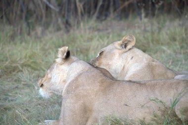 Dişi aslan, panthera aslanı, yetişkin erkek, dişi yavru, yavru aslan, dişi aslan, kenya, kenya
