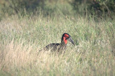 Siyah başlı leylek (ciconia ninigra) Hollanda 'da doğal bir yaşam alanında, Avrupa,
