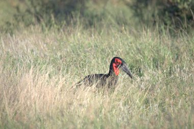 kırmızı - taçlandırılmış vinç (grus japonensis )