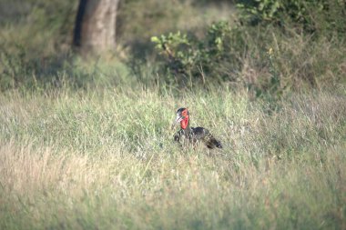 kırmızı - gagalı boynuz gagalı (tocercercercercerus stroneri) Güney Afrika, Kruger Ulusal Parkı 'nda.