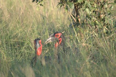 Kırmızı taçlı turna kuşu, balearic lorum rulorus, vahşi doğada, girdapta, uganda.