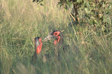 Otların arasında bir kuş