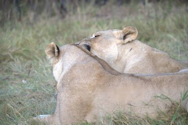 Aslan yavrusuyla birlikte otların arasında dişi aslan.