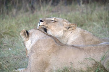 Aslan (panthera leo) - Yetişkin dişi