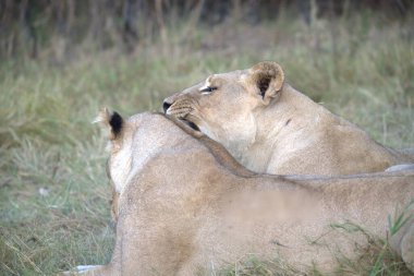 Afrika 'nın bozkırındaki aslan