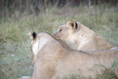 Savanada iki aslan, Kenya