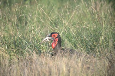 Kırmızı taçlı bir vincin yakın plan çekimi.