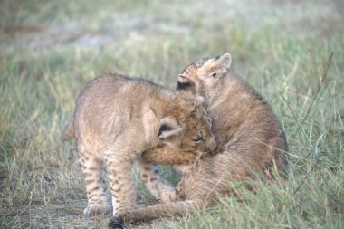 Çita yavrusu çimlerde