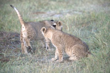 Otların arasında yürüyüş çita