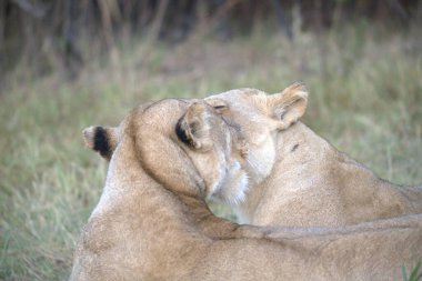 Savanadaki aslan, Kenya