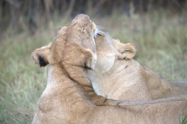 Hayvanat bahçesindeki aslan