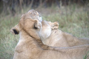 Afrika 'nın vahşi aslanı