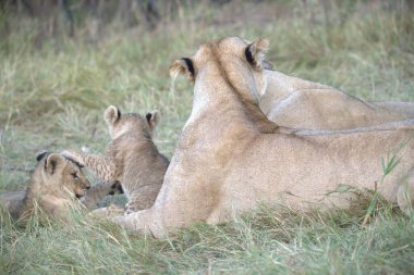 Yavru bir dişi aslan yalan söylüyor.