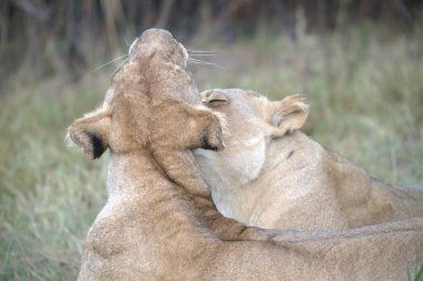Vahşi hayvanlarda dişi aslan, hayvan, doğa.