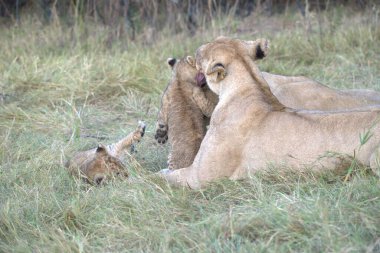 Çimlerde bir aslan yavrusu