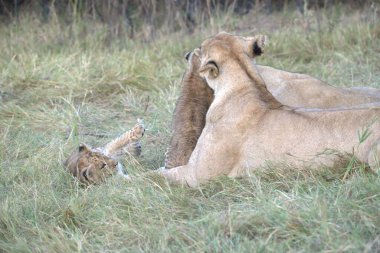Aslan (panthera leo). Güney Afrika 'nın en büyük aslanı..