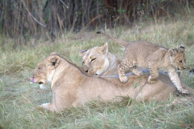 Savanadaki genç aslanlar