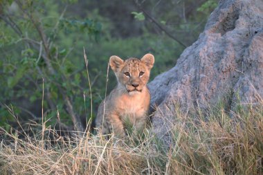 Aslan yavrusu yerde oturuyor.