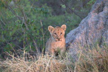 Aslan yavrusu çimlerde.