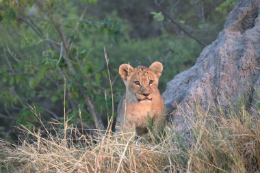 Güney Afrika 'daki Kruger Ulusal Parkı' nda aslan var.