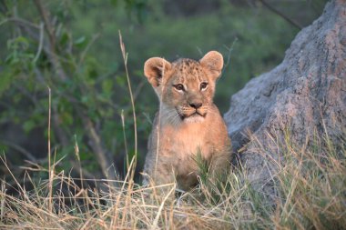 Aslan yavrusu çimlerde